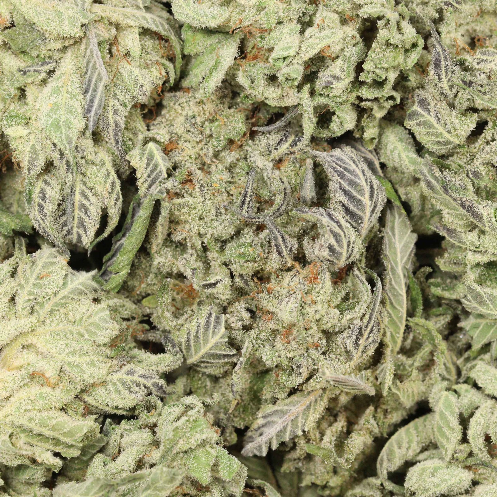 Kaufe 9 Pound Hammer Strain - Image 3