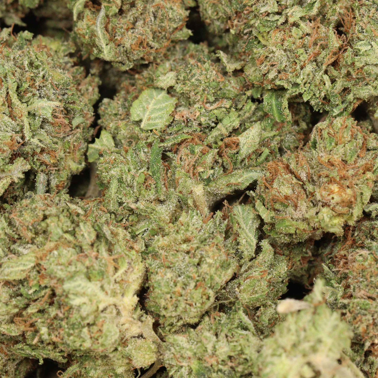 Kaufe BC Pink Kush - Image 4
