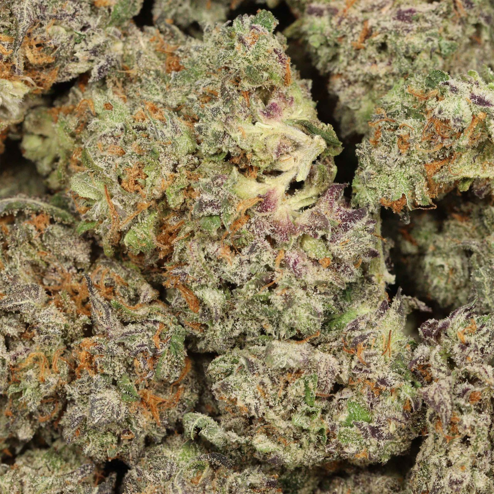 Blue Cheese Strain - Image 3