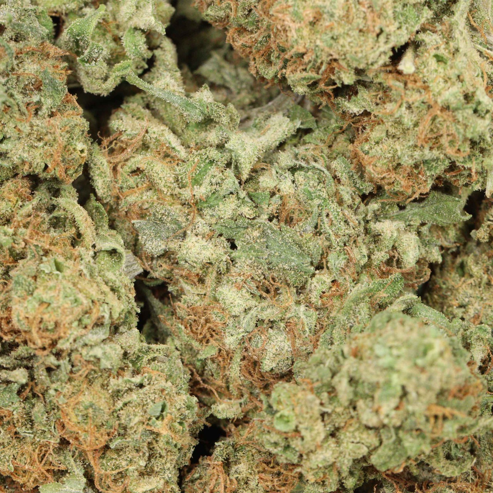 Blueberry Kush - Image 3