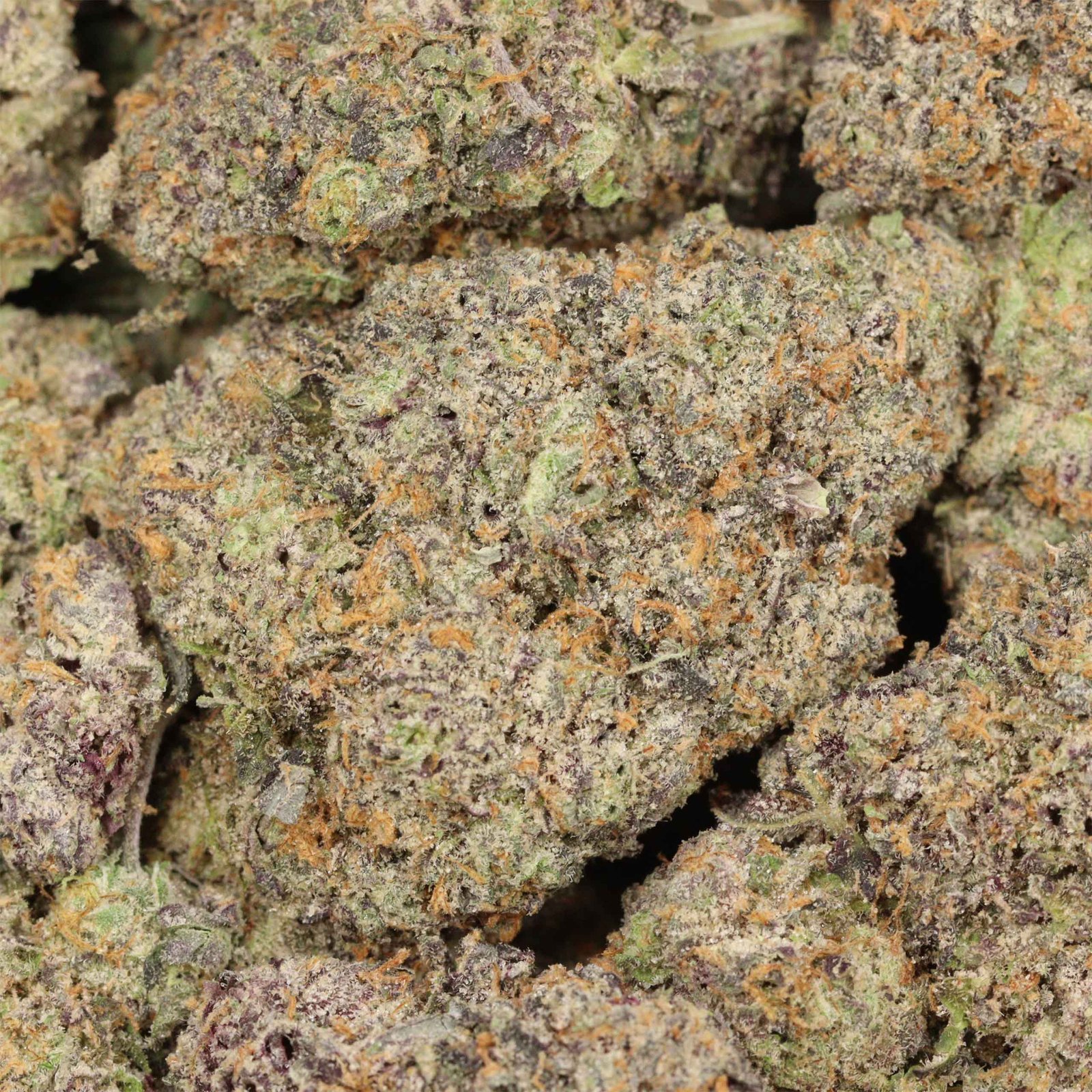 Dank Sinatra Strain - Image 3