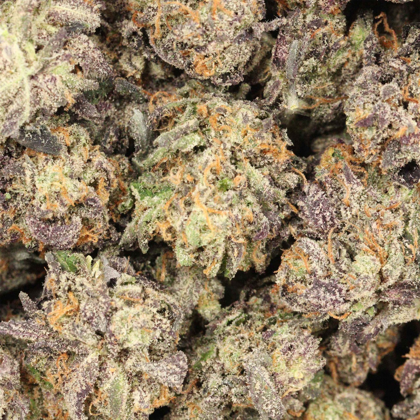 Death Tuna Strain - Image 3