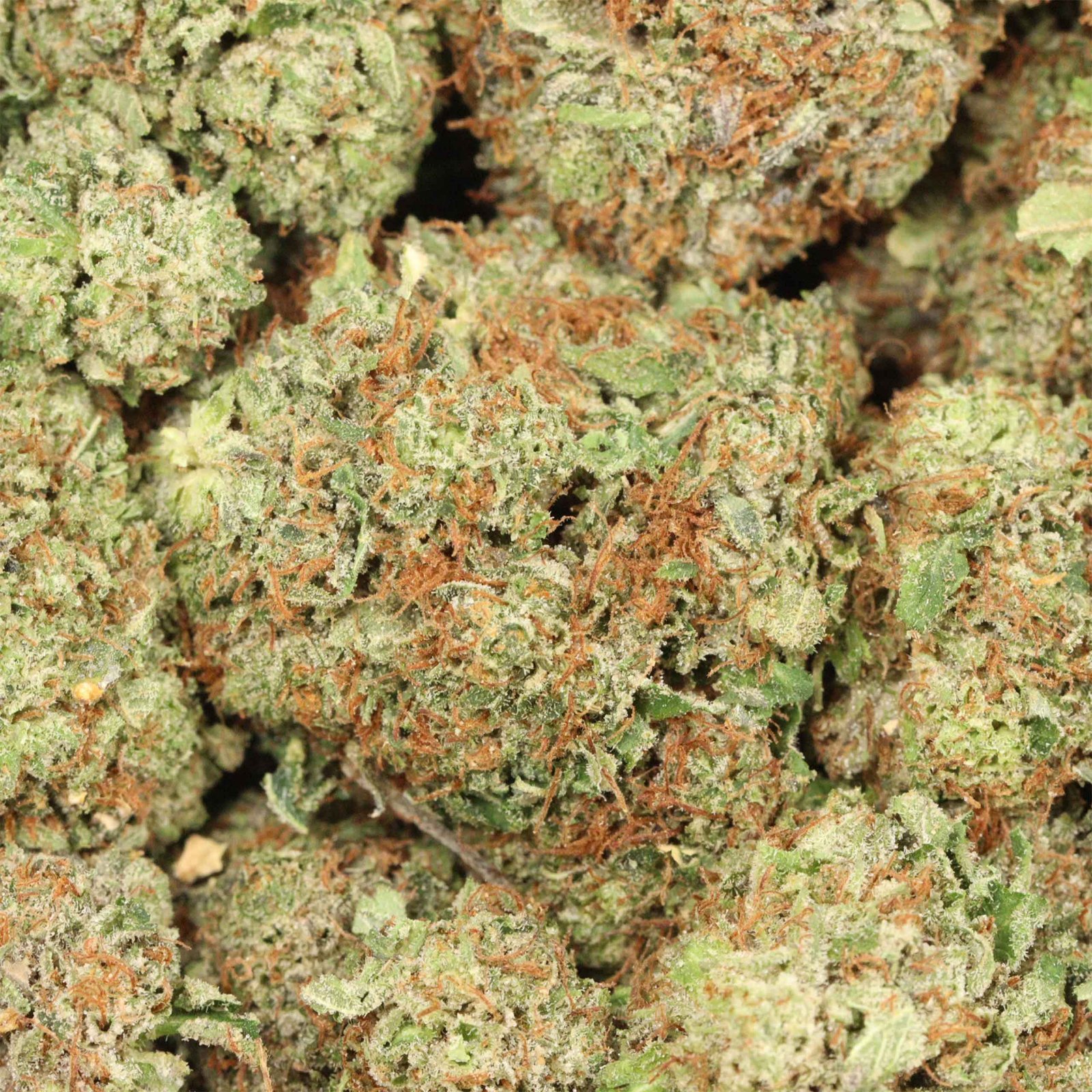 Dior Death Bubba - Image 3