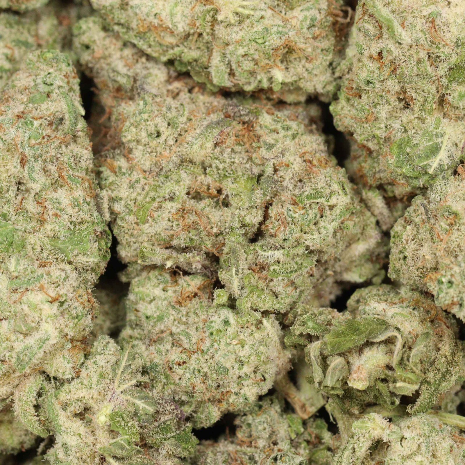 Dirty Mac Strain - Image 3