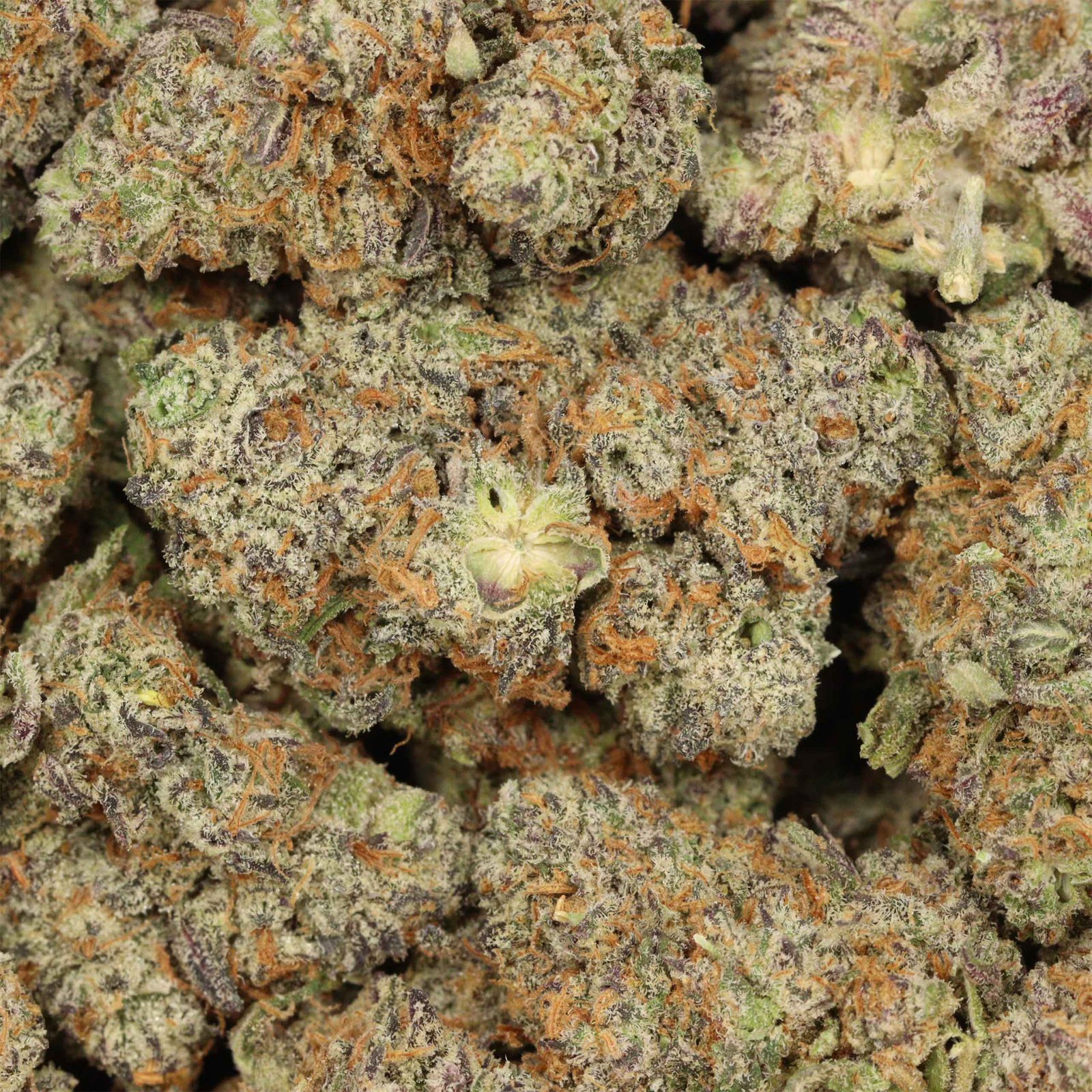 Dos Diablo Strain - Image 3