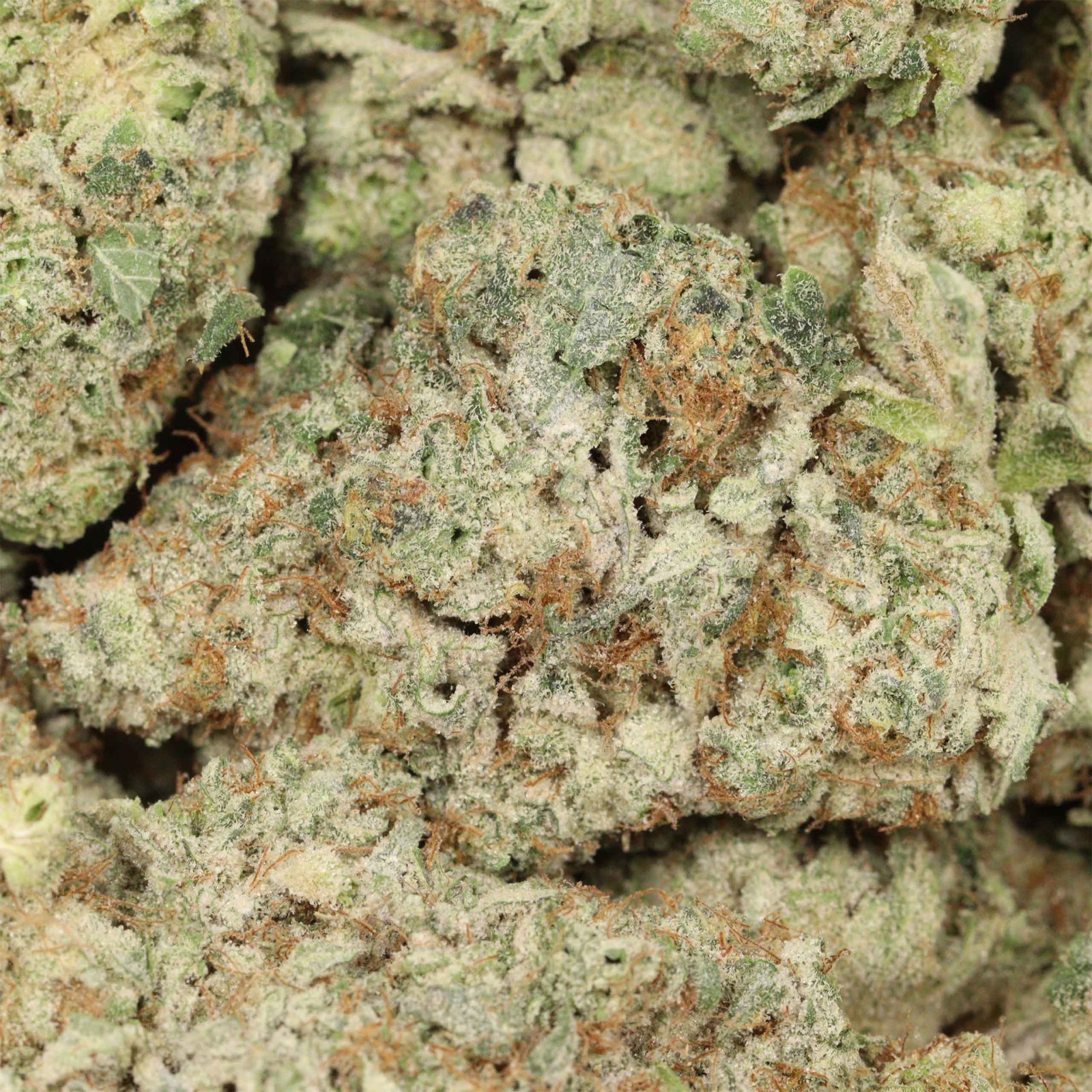 Dream Wedding Strain - Image 3