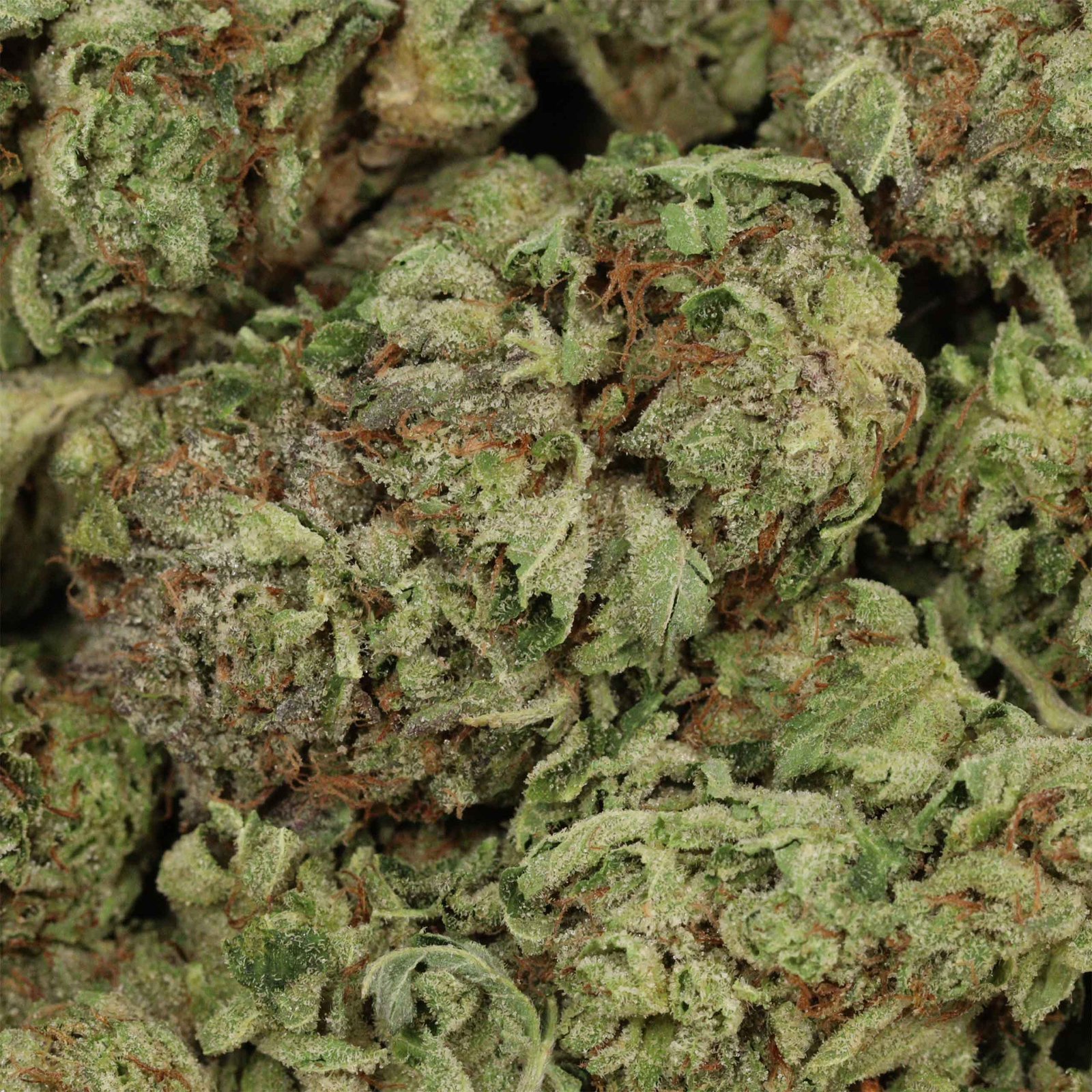 Gas Monkey Strain - Image 3