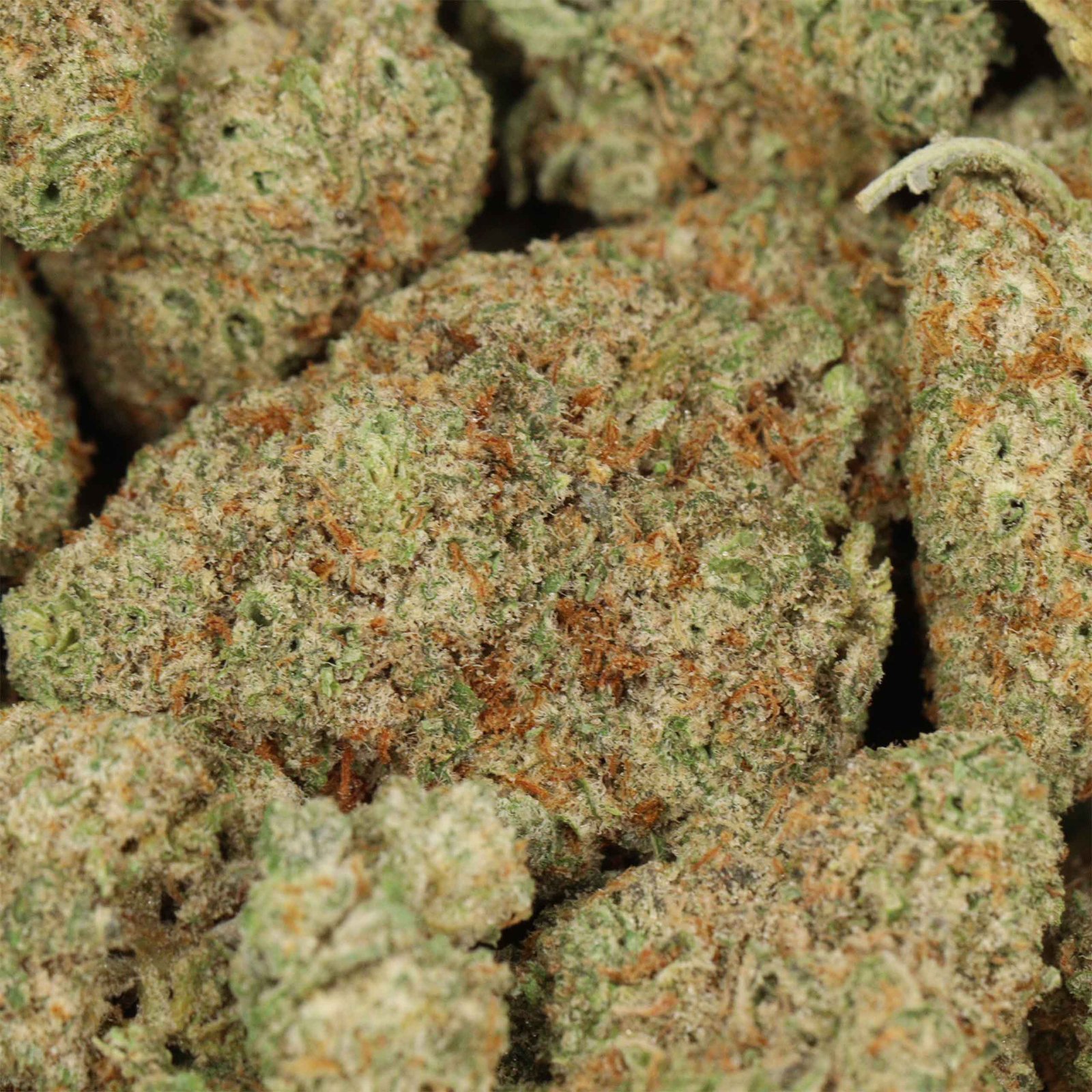 Gelato #33 Strain - Image 2