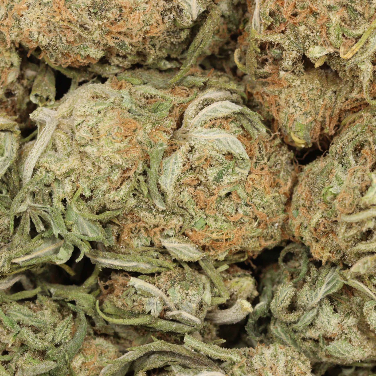 Gelato Strain - Image 3