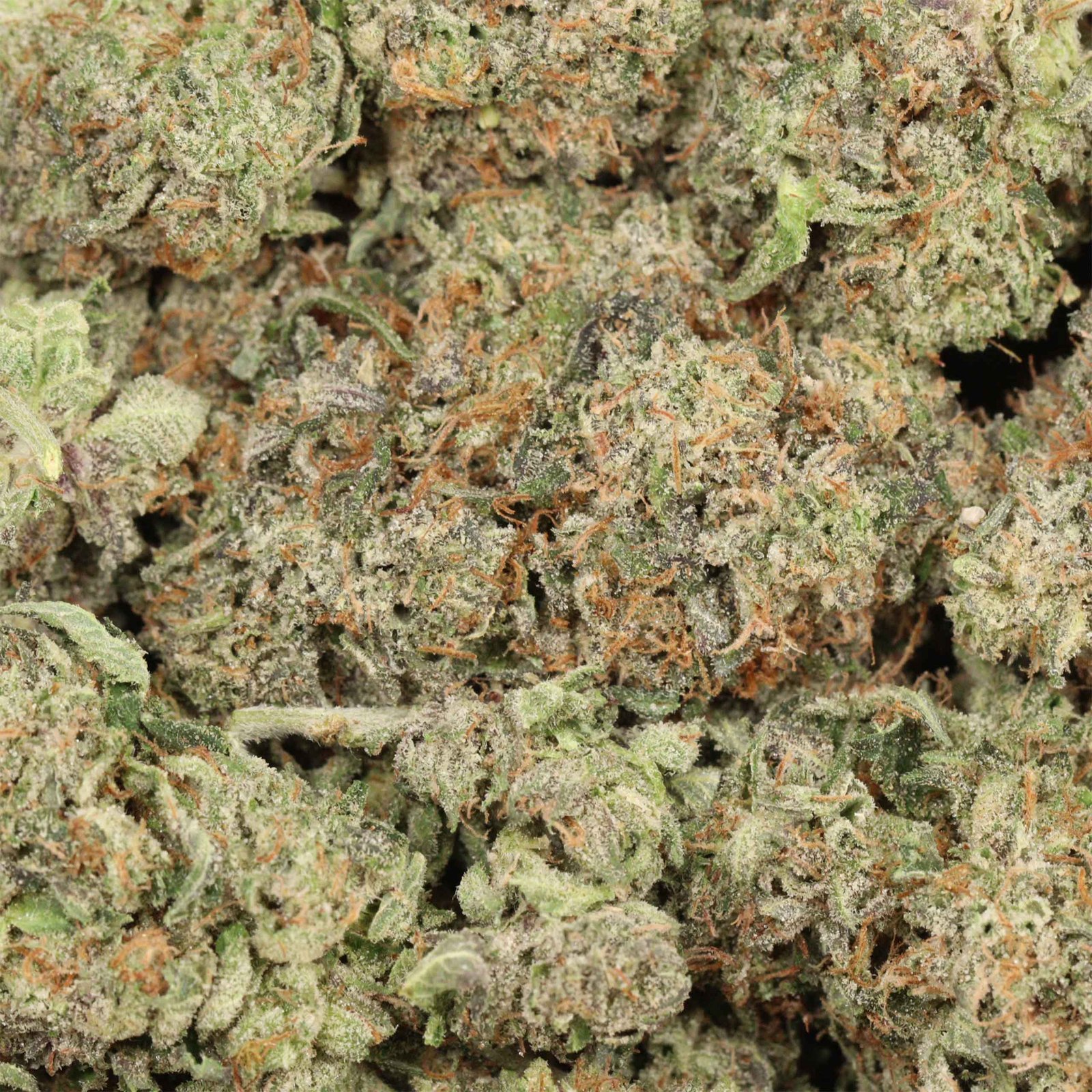 Kaufe Hydro Pink Kush - Image 4