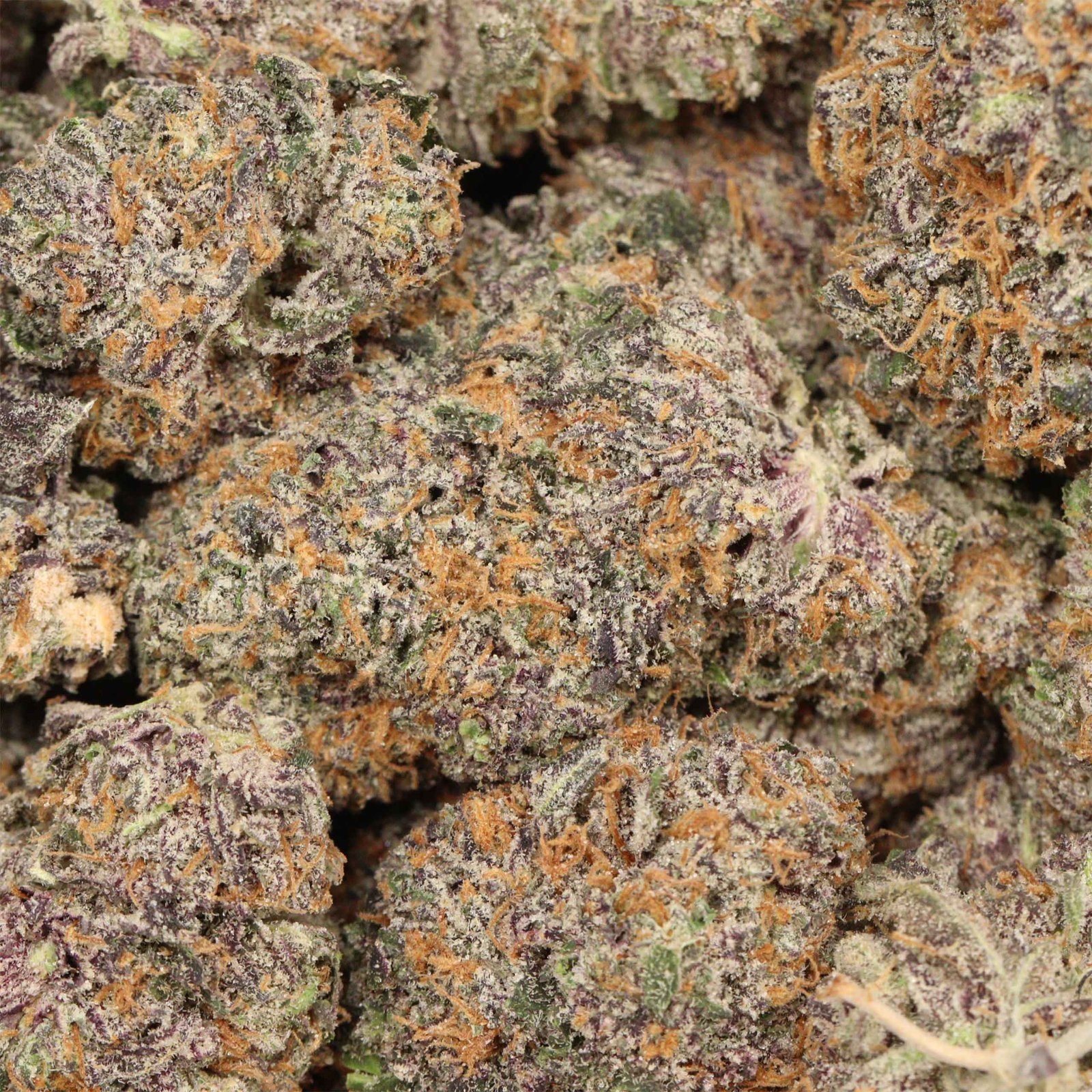 Kaufe Northern Lights Strain - Image 4