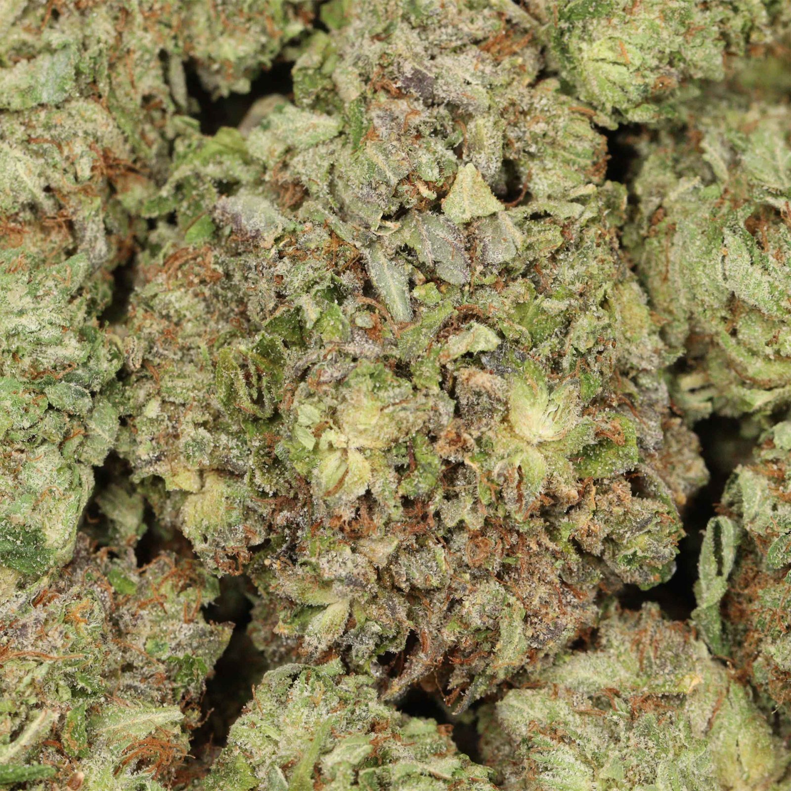 Pink Death Strain - Image 3