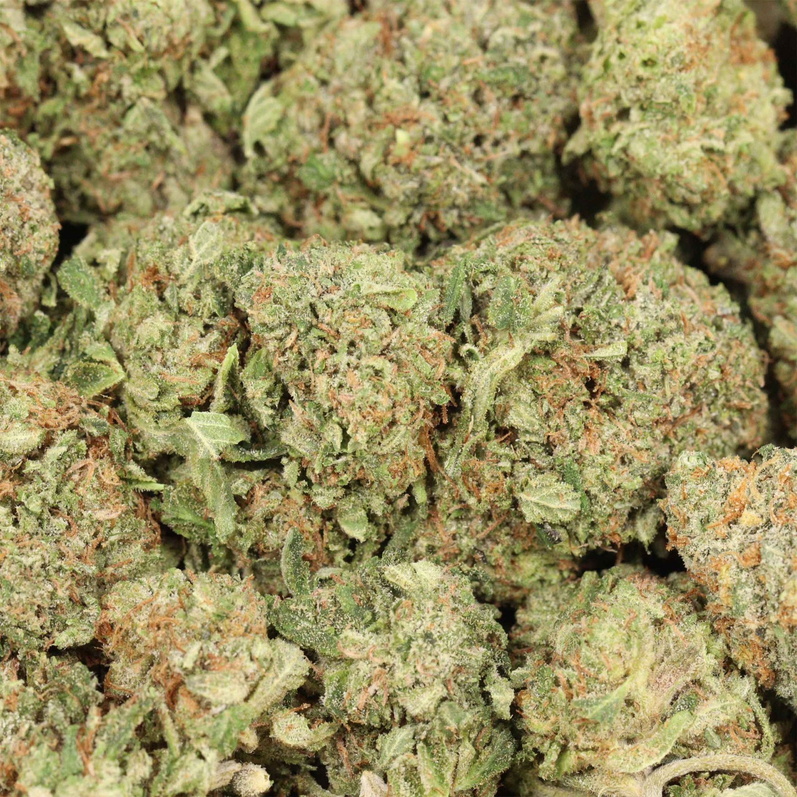 Pink Muerte Strain - Image 3