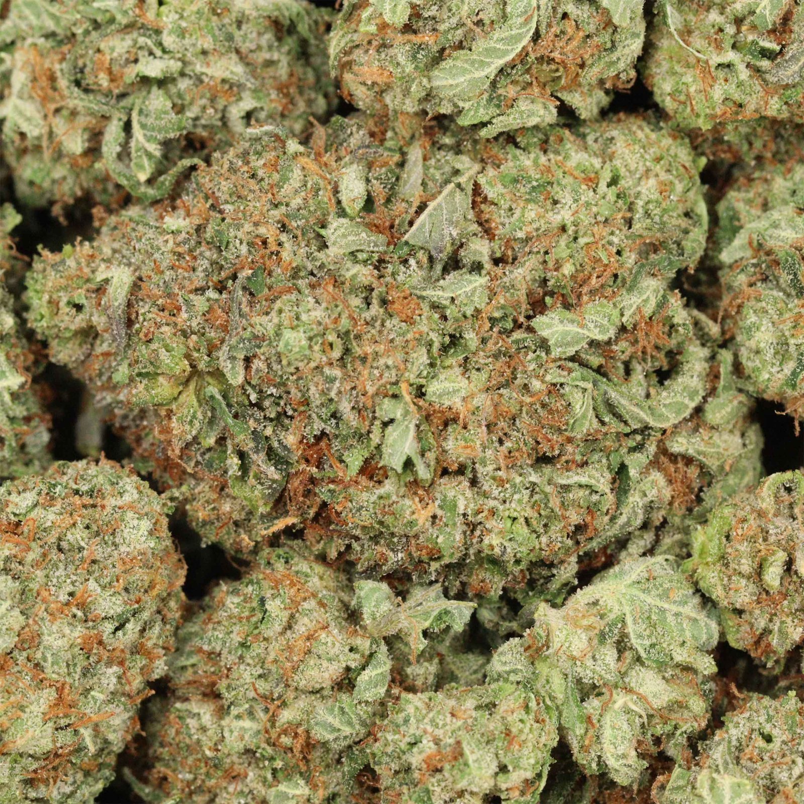 Tuna OG Strain - Image 3
