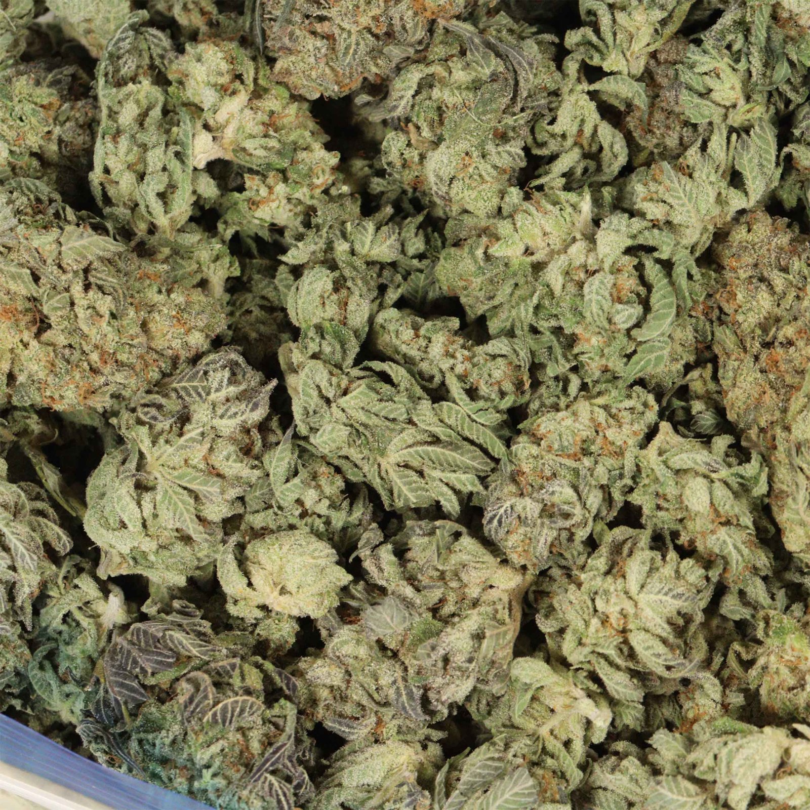 Blue King Strain - Image 3