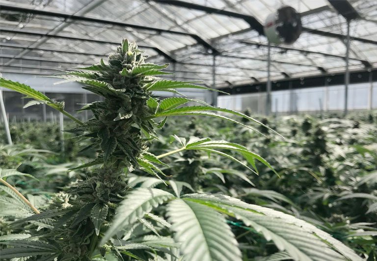 WCCannabis Team