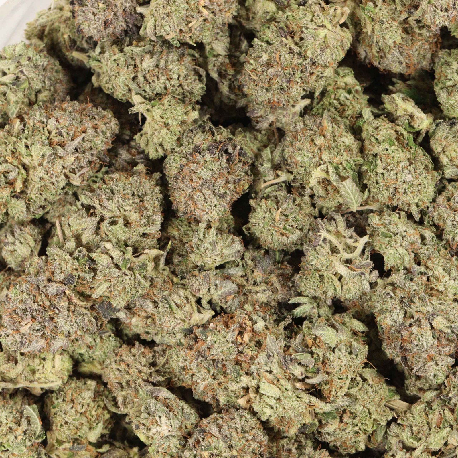Comatose OG Strain - Image 3