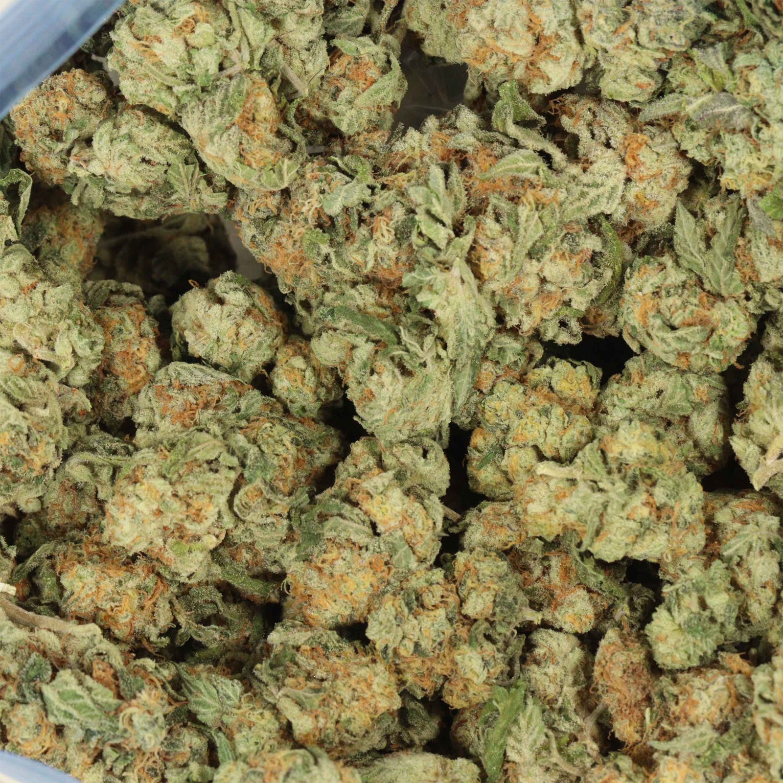 Master Kush Strain - Image 3