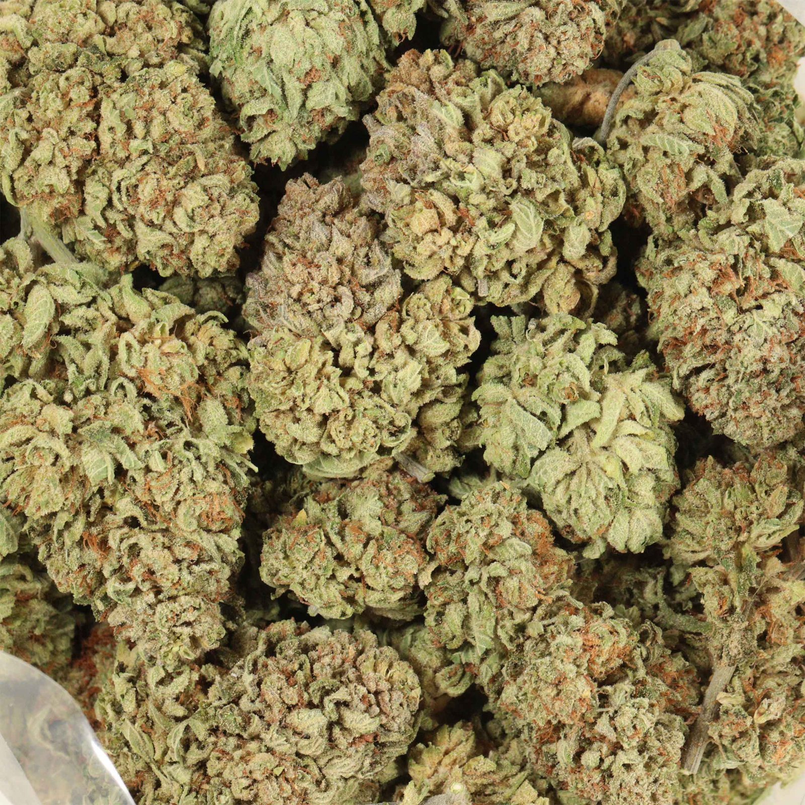 Maui Berry Strain - Image 4