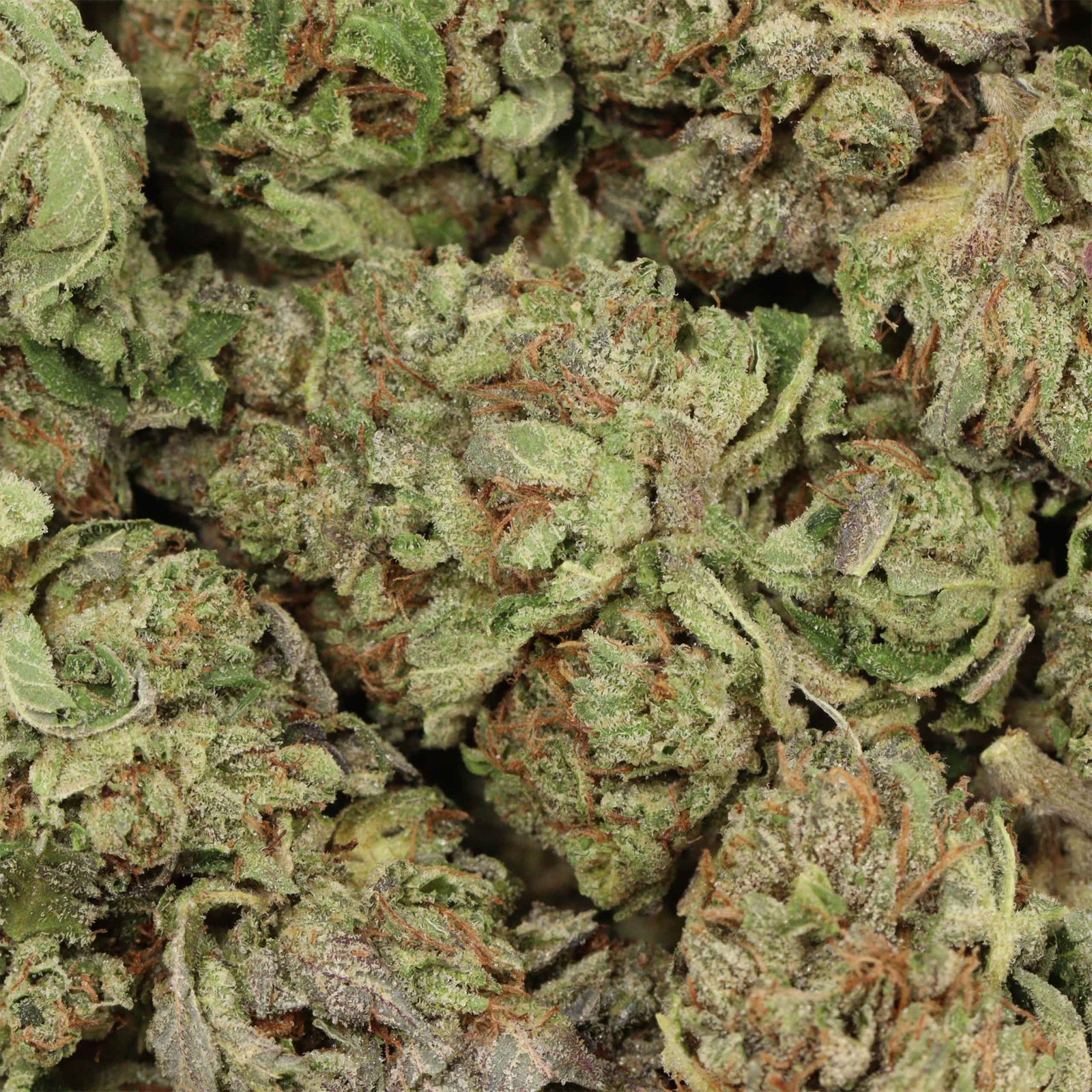 Pink Gas Strain - Image 3